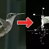 bionische roboter 2019. Quelle: Quelle: Purdue University Mechanical Engineering (Youtube) - “Hummingbird Robots: Naturally Intriguing”