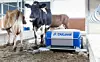 Robot-Entmister von DeLaval bei der Arbeit im Kuhstall