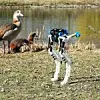 Laufroboter BirdBot mit Vögeln in der Stuttgarter Wilhelma