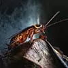 Cockroach crawling on banana peel