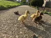 4 Entenküken auf der Straße