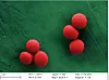 Bakterium Staphylococcus aureus,