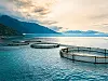 Die Aufzucht von Lachs als Speisefisch findet in großen Aquakulturen statt.