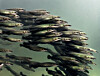 Ein Schwarm junger Arapaima